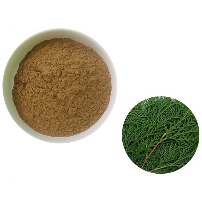 侧柏叶提取物(10:1)